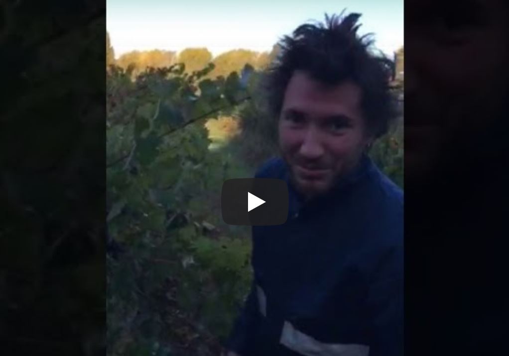 Recordando la cosecha